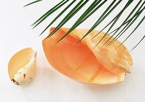 ガチャガチャの森：多彩なラインナップと楽しさ満載のガチャ体験